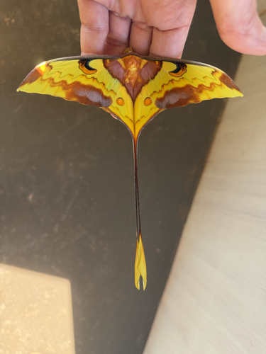 Malaysian Moon Moth
