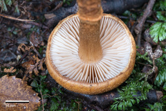 Cortinarius castoreus