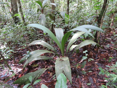 Geonoma macrostachys, photograph 6