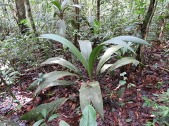 Geonoma macrostachys