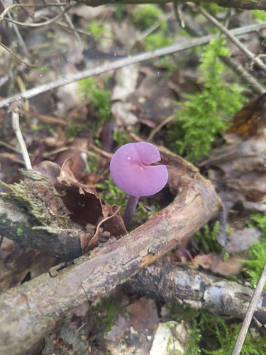 Amethyst Deceiver