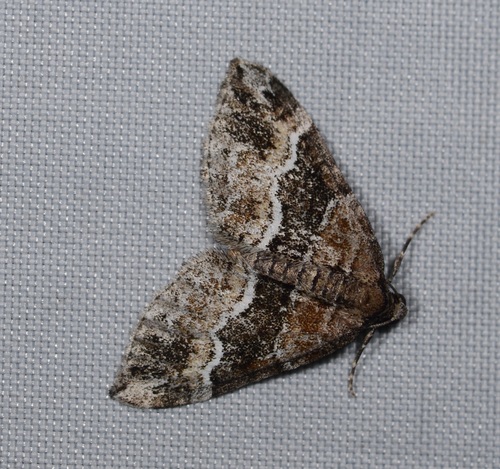 Barred Rivulet