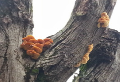 Flammulina velutipes