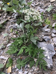 Chaerophyllum villarsii