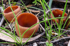 Nothojafnea cryptotricha