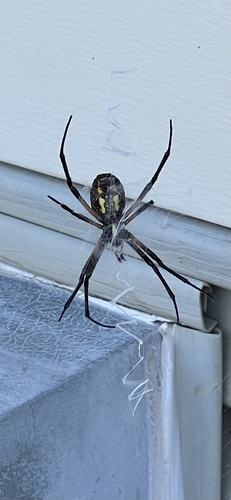 Yellow Garden Spider