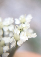 Chaerophyllum villarsii