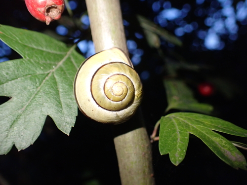Brown-lipped Snail