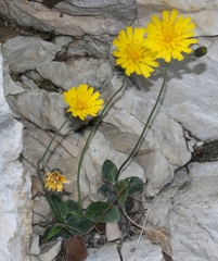 Hieracium bifidum
