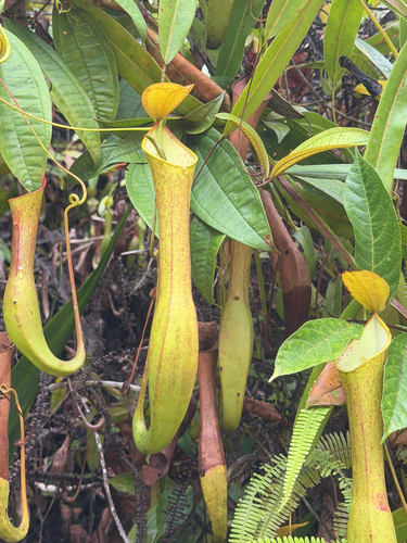 Reinwardt's pitcher-plant