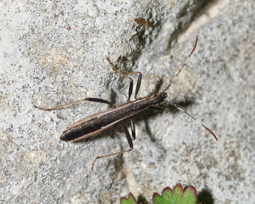 Micrelytra fossularum