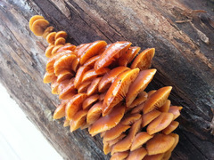 Flammulina velutipes