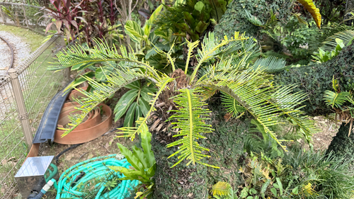 Cycas revoluta observed 2026-09-30