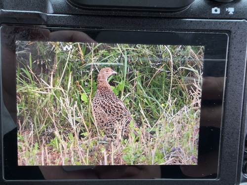 Ring-necked Pheasant
