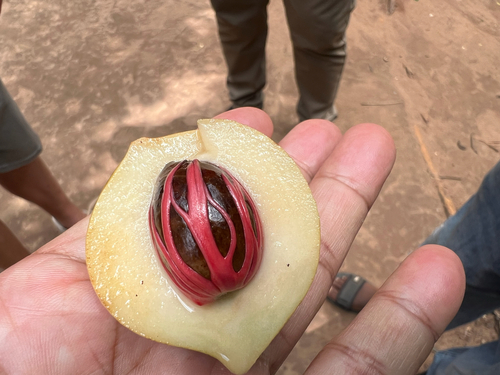 Myristica fragrans observed 2026-09-30
