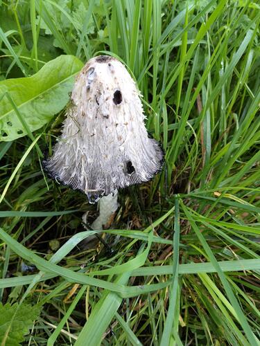 Shaggy Mane