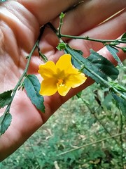 Pavonia sepium
