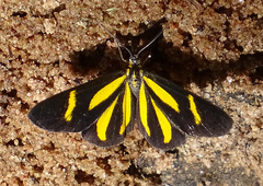 Cyllopoda claudicula