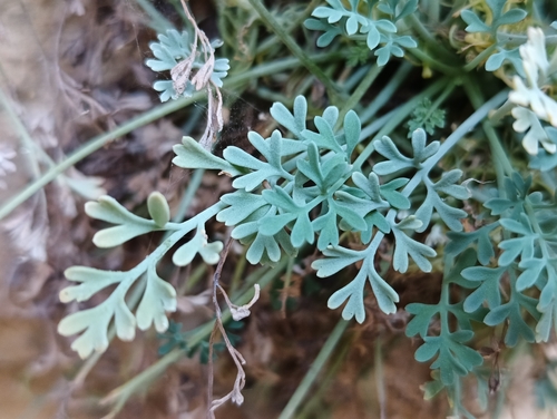 Rupicapnos numidica