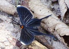 Barbicornis basilis acroleuca