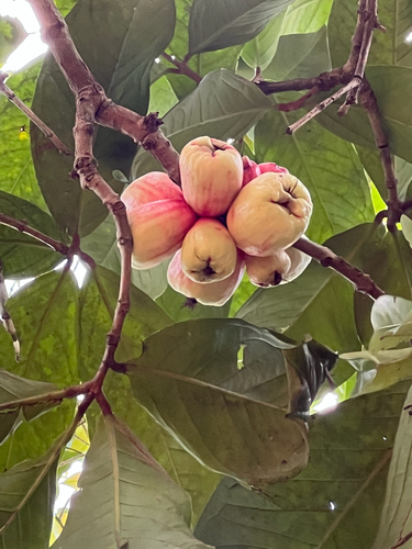 Syzygium malaccense observed 2026-09-30