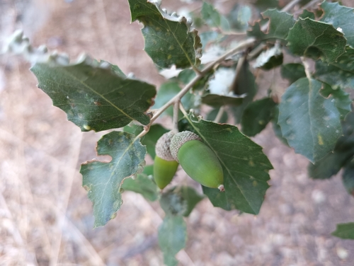 sweet acorn oak