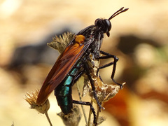 Protomydas coerulescens