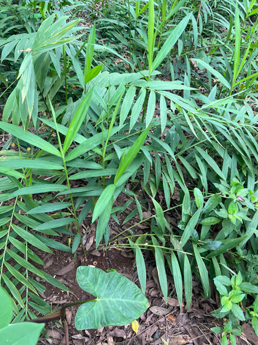 Zingiber officinale observed 2026-09-30