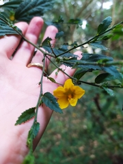 Pavonia sepium