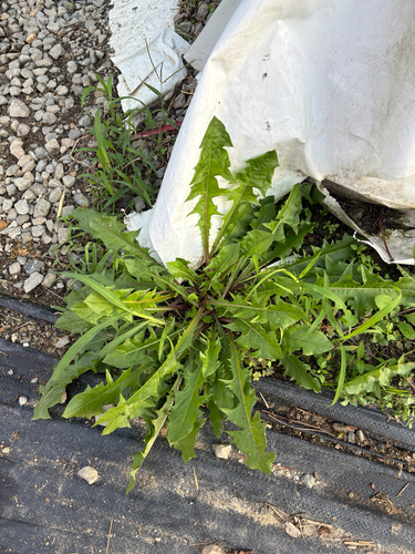 red-seeded dandelion