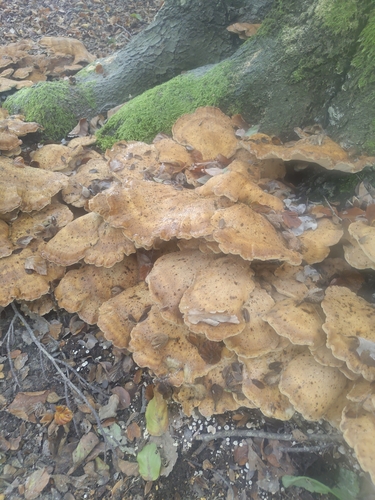 Giant Polypore