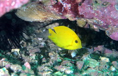 Acanthurus pyroferus