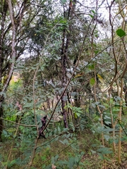 Pavonia sepium