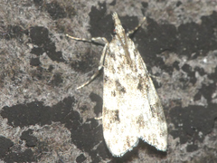 Eudonia delunella