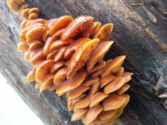 Flammulina velutipes