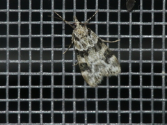 Eudonia delunella