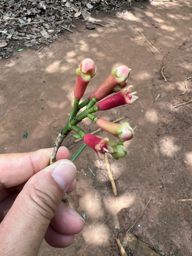 Syzygium aromaticum observed 2026-09-30