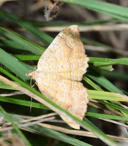 Yellow Shell Moth