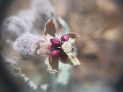 Asclepias californica californica