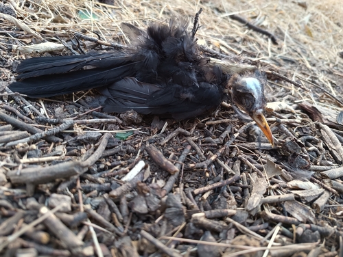 Eurasian Blackbird