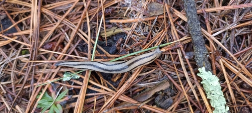 Pallifera observed 2026-09-28
