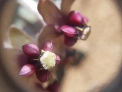 Asclepias californica californica