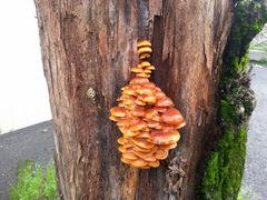 Flammulina velutipes