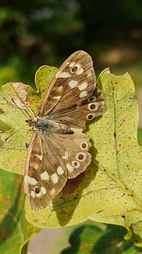 Speckled Wood