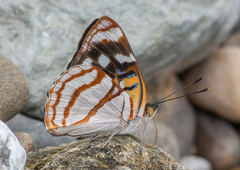 Dynamine colombiana