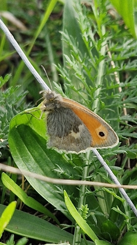 Small Heath
