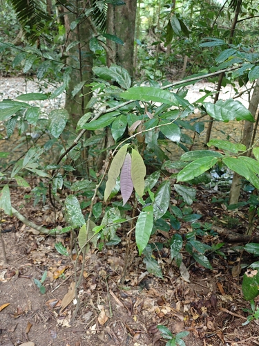 Lindsayomyrtus observed 2026-08-28