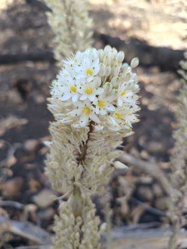 Numidian Squill
