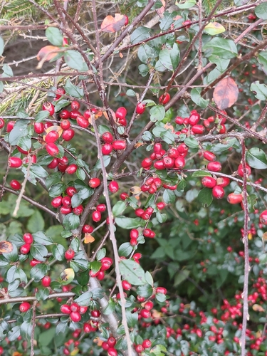 Spreading Cotoneaster