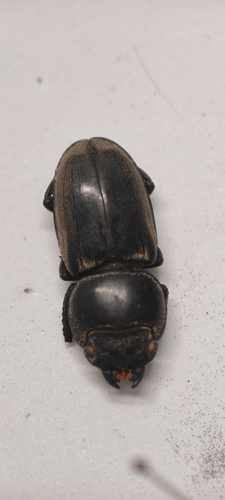 Titan Stag Beetle